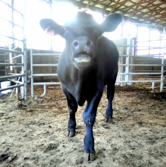 Meet your Posher, Lilah - Picture 1 of 1